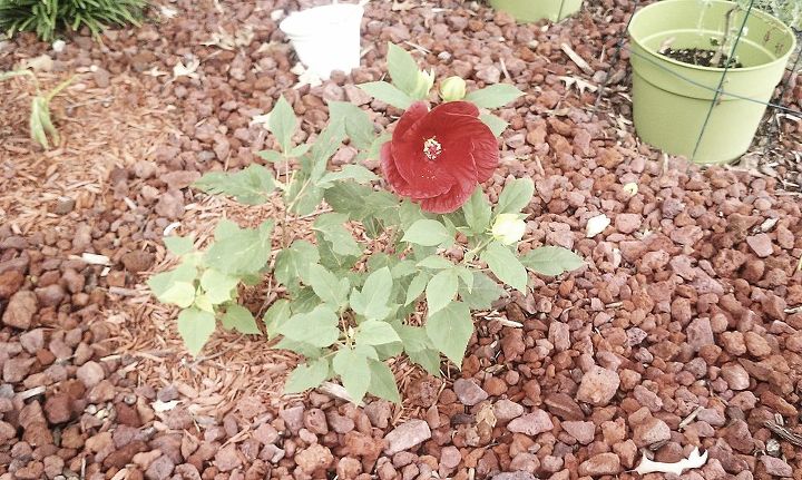 is there a way i can use seeds from these dead giant hibiscus flowers to germinate, Giant Hibiscus Flower opens and dies in one day