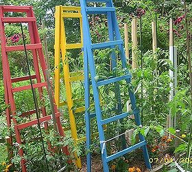 tomato cages vs tomato ladders and conserving rain water