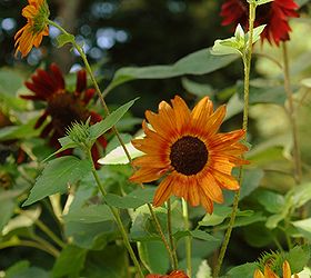the august garden and sunflowers, flowers, gardening, Autumn Beauty Heriloom Botanical Interest