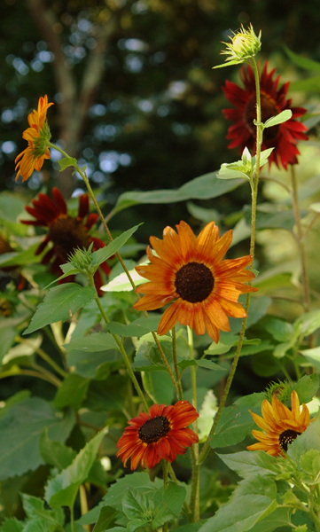 the august garden and sunflowers, flowers, gardening, Autumn Beauty Heriloom Botanical Interest
