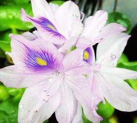 aquatic plants inspiration gallery, gardening, ponds water features, Hyacinth