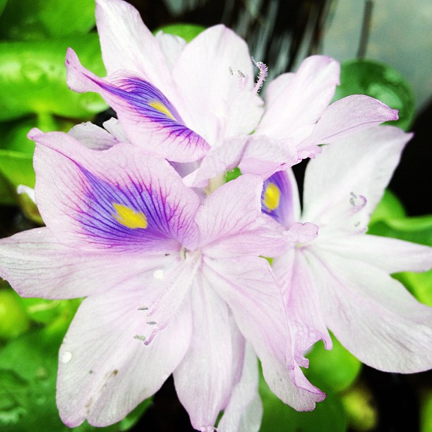 aquatic plants inspiration gallery, gardening, ponds water features, Hyacinth