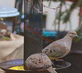 feeding birds niger seeds part two, curb appeal, decks, gardening, outdoor living, pets animals, urban living, A pair of Mourning Doves meet for lunch at the Yellow NIGER Feeder INFO on Mourning Doves AS WELL AS