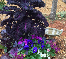 the color purple monochromatic edible container garden, container gardening, flowers, gardening, One day after installation Give this container a couple of weeks to fill in and you ll have a traffic stopping color storm for your garden