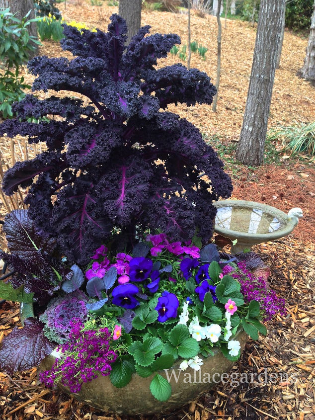 the color purple monochromatic edible container garden, container gardening, flowers, gardening, One day after installation Give this container a couple of weeks to fill in and you ll have a traffic stopping color storm for your garden