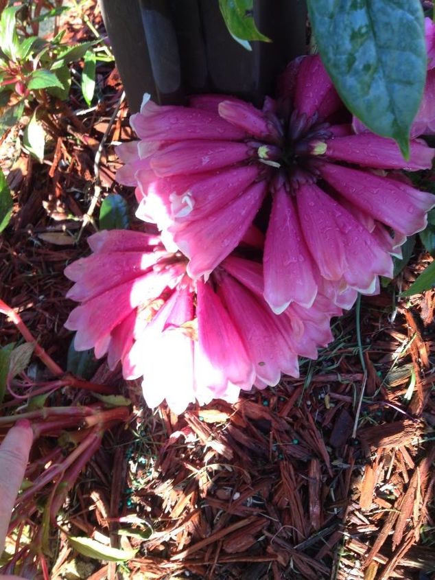 what is this vine, flowers, gardening