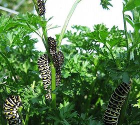 wildlife black swallowtail caterpillars, wildlife animals, Wildlife Black Swallowtail caterpillars