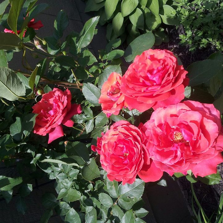 roses growing beautiful with coffee grounds, gardening, homesteading