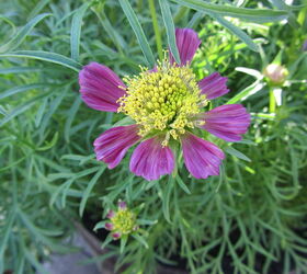 does anyone know why my cosmos have started getting small blossoms with short petals, Also deformed Some petals missing I didn t see any bugs Should I spray with Ortho Max or Sevin anyway