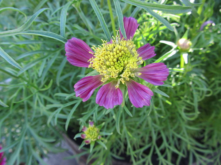 does anyone know why my cosmos have started getting small blossoms with short petals, gardening, landscape, Also deformed Some petals missing I didn t see any bugs Should I spray with Ortho Max or Sevin anyway
