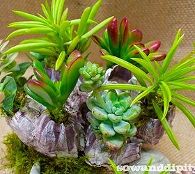 seashells and succulents, flowers, gardening, succulents, Seashells and succulents