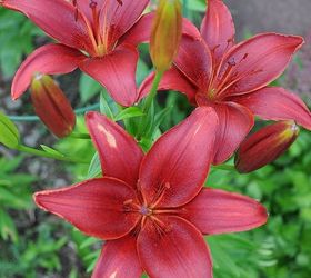 tips on growing beautiful lilies, gardening, ponds water features, Lilies come in all kinds of color
