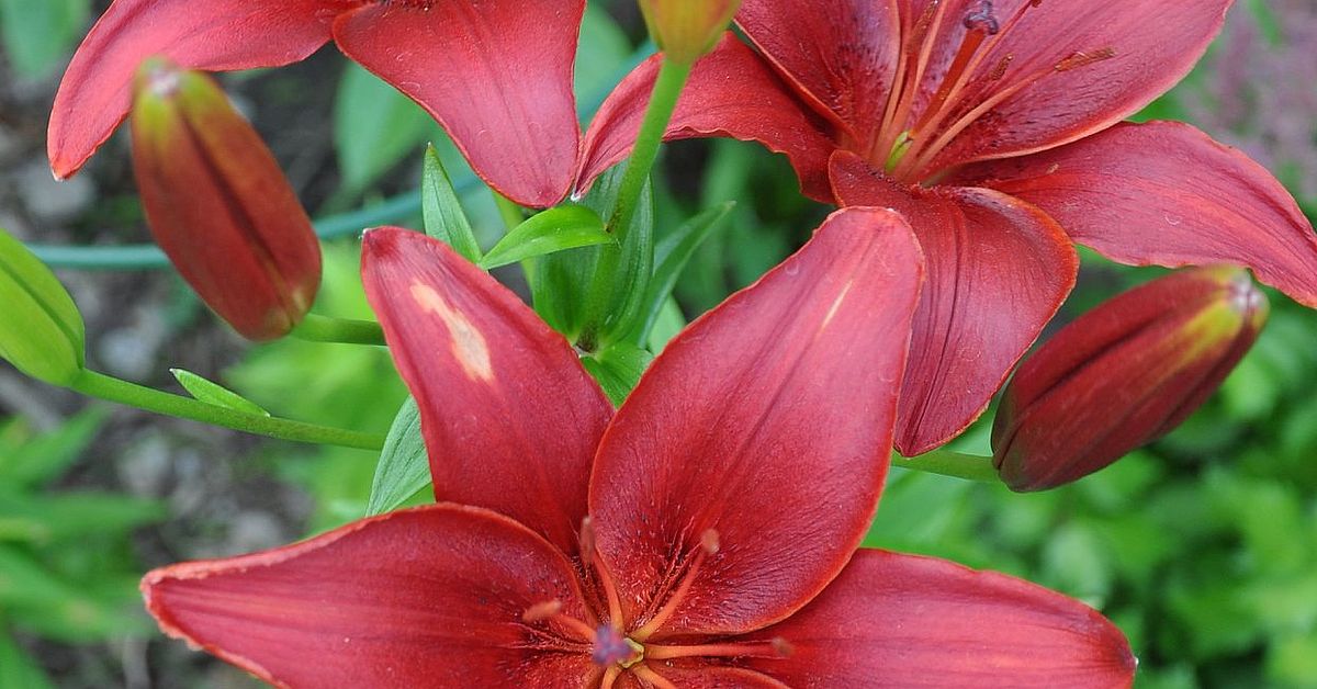 Tips on Growing Beautiful Lilies. | Hometalk