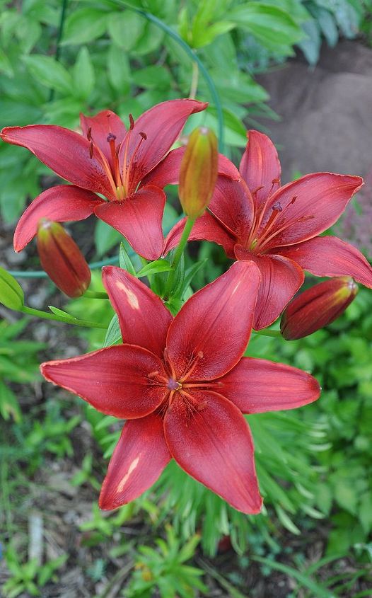 tips on growing beautiful lilies, gardening, ponds water features, Lilies come in all kinds of color