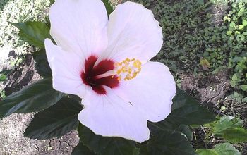 this is a hibiscus too, don't recall the name.