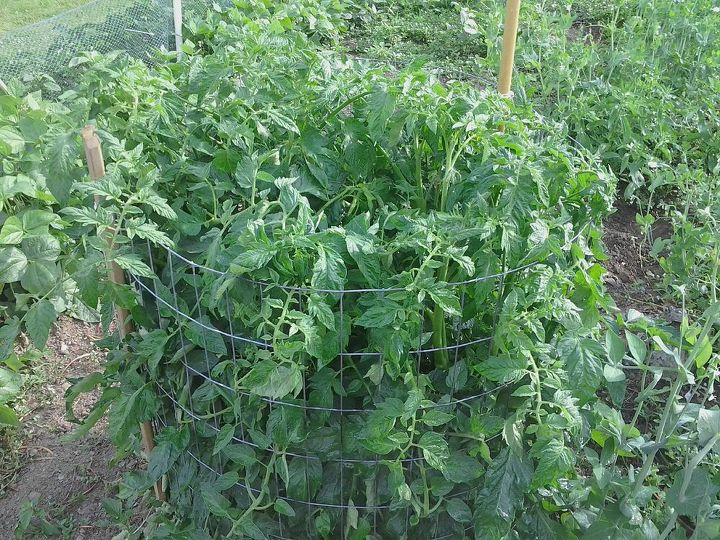 tomatoes and their need for water