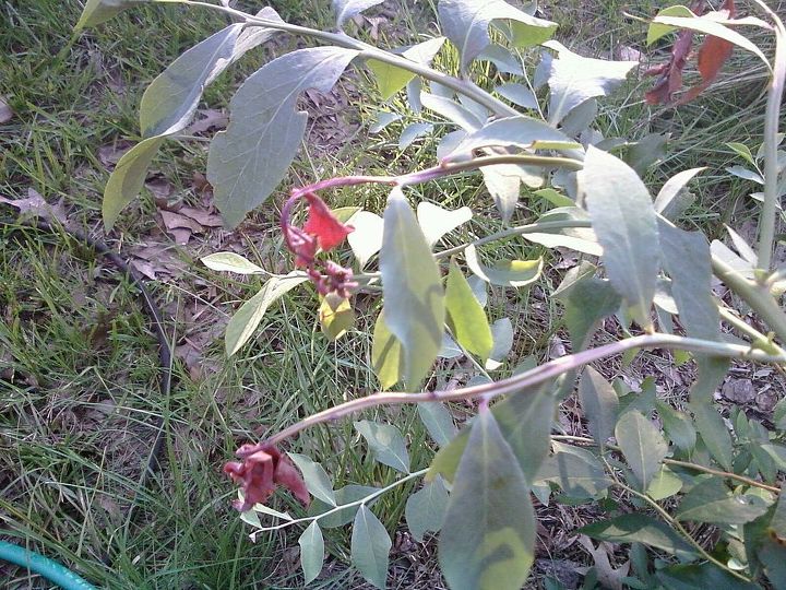 i found this on 3 of my 4 rabbiteye blueberry plants its only on new growth shoots, gardening