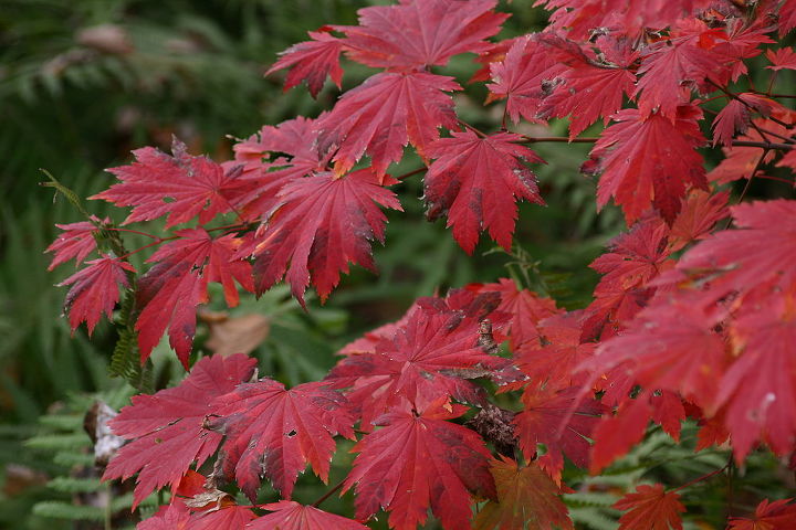 15 reasons i love fall check out my recent post fall foliage fruits and flowers, flowers, gardening, Acer japonicum Emmetts Purple