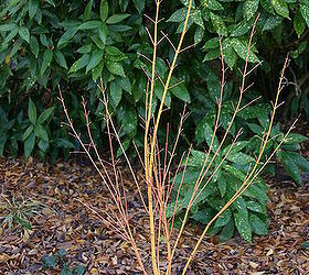 tree of the day a selection of japanese maple called bihou with peachy yellow, gardening, Acer palmatum Bihou