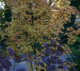 fall color continues my japanese maple acer palmatum sango kaku looks a little, gardening, Acer palmatum Sango kaku and smoke tree