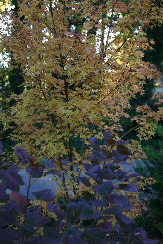 fall color continues my japanese maple acer palmatum sango kaku looks a little, gardening, Acer palmatum Sango kaku and smoke tree