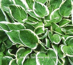 growing hosta the perfect shade plant, flowers, gardening, Some Hosta leaves have beautiful white or cream margins