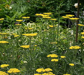 yarrow a perennial to consider that is deer resistant for more check out 50, flowers, gardening, perennials, pest control