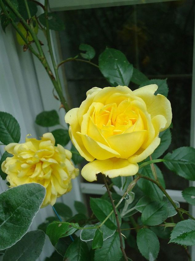 for the love of roses, gardening, Rosa Laura Ford a mini climber