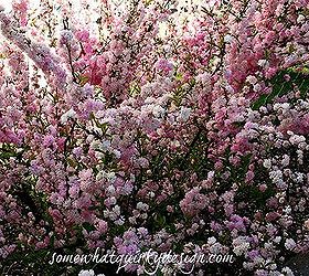 i m having separation anxiety from my garden, flowers, gardening, hydrangea, Flowering Almond