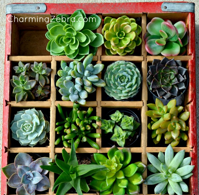 vintage soda crate planter, flowers, gardening, repurposing upcycling, succulents, Variety of real and faux succulents