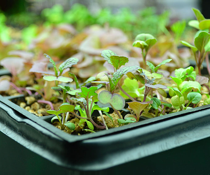 how to pot up your seedlings, gardening, homesteading