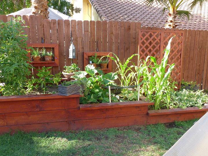 3 tierd vegetable garden bed updated with veggies, gardening, And here it is today Nothing better than home grown Veggies We had already had the pleasure of using some YUM