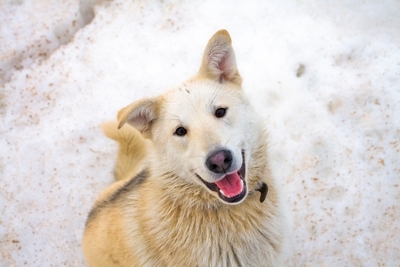 snow can make your pet sick, concrete masonry, pets animals
