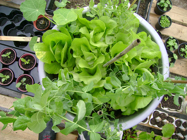 cultive sua prpria comida jardinagem em contineres para espaos pequenos, Cultive um jardim de saladas no seu p tio ou varanda mesmo sombra