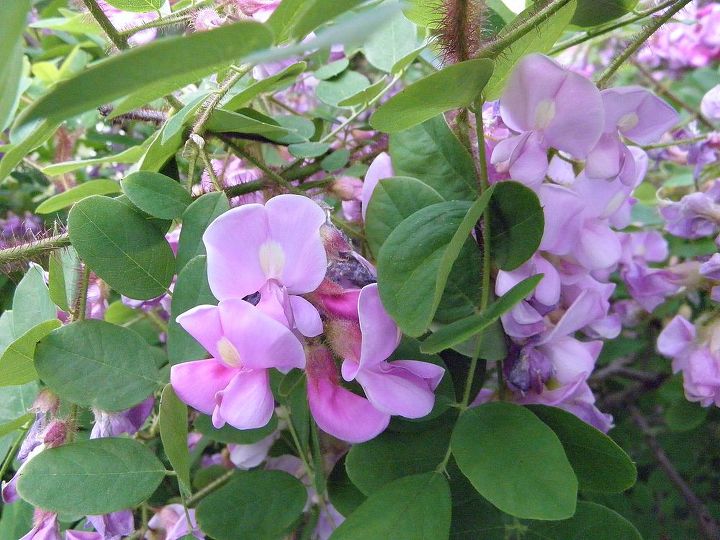 identity crisis, flowers, gardening, Lots of leaves and flowers