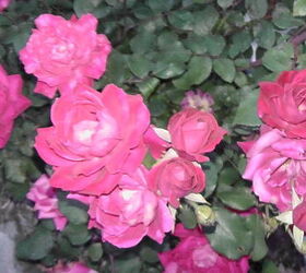 i d like to share my collections, flowers, gardening, Knockout rose
