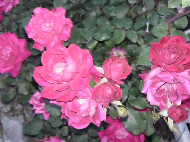 i d like to share my collections, flowers, gardening, Knockout rose