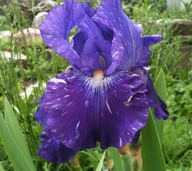 flowers in my gardens, flowers, gardening, Iris