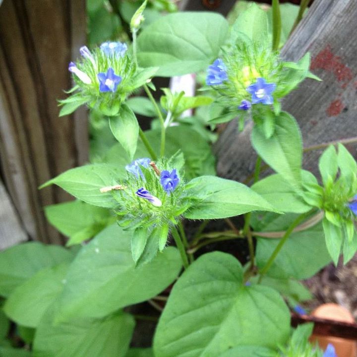 can someone identify this vine, flowers, gardening