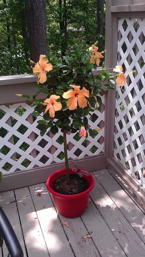 plantas de hibernacin hibiscus, Antes