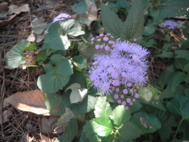a person on the name that plant part of my website wonders if ageratum is a flower or, ageratum in fall