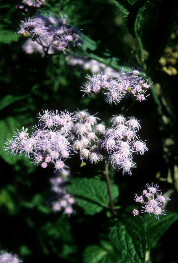 a person on the name that plant part of my website wonders if ageratum is a flower or