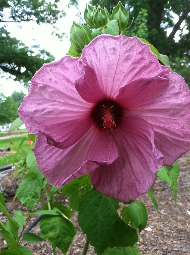 summer blooms, flowers, gardening, hibiscus, A Hibiscus I crossed from the Luna series