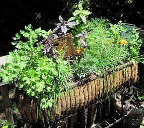 planting a wire scroll window box so that it withstands the elements, Barbara E s herb window box looking healthy happy and ready to withstand the summer elements