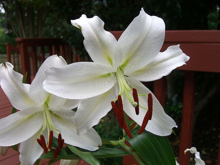 mysterious white lily, gardening