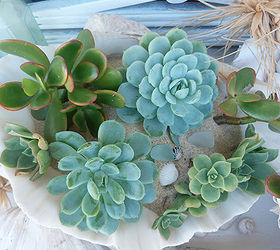 succulent beach shells, flowers, gardening, succulents