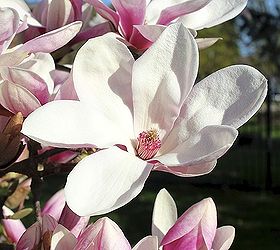 stunning magnolia in bloom, flowers, gardening, Huge 5 flowers are produced on this saucer magnolia different than your southern magnolia