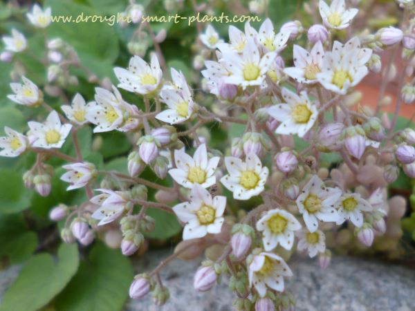 sedum the fascinating stonecrop in bloom, flowers, gardening, perennials, succulents, Sedum dasyphyllum is one of the tiniest species each flower is only a couple of millimeters across