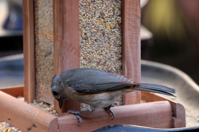 part 2 back story of tllg s rain or shine feeders, outdoor living, pets animals, I was thrilled when a tuft titmouse graced my feeder with his her presence VIEW ONE This image was featured with a story