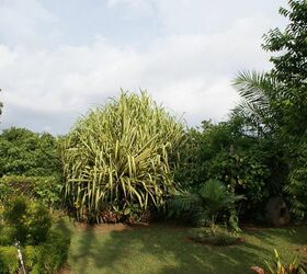new pics costa rica 11 24 13, flowers, gardening, landscape, Pandanus adds great color with its yellowish foliage